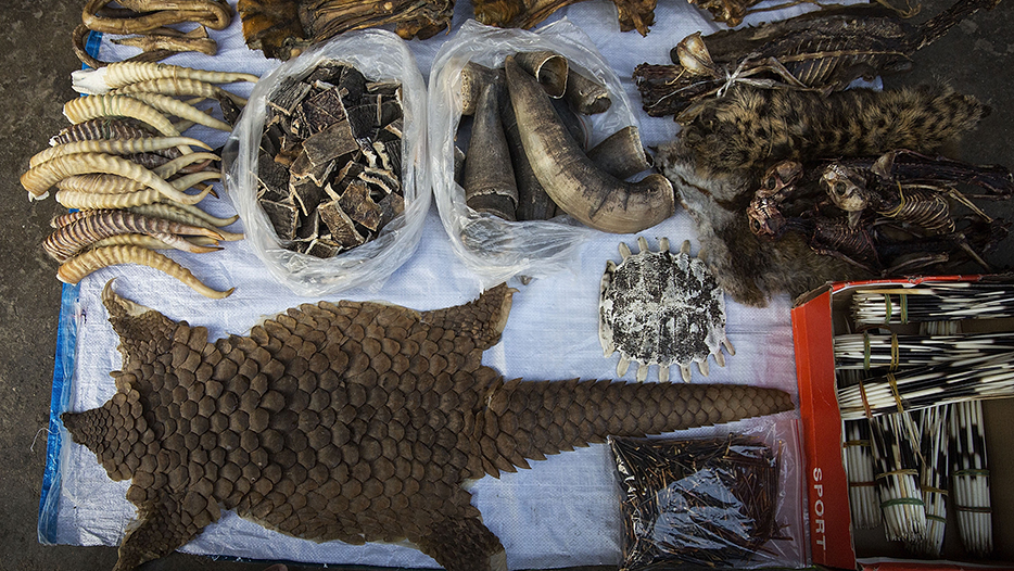 Banks Get Involved In Combating Illegal Wildlife Trade